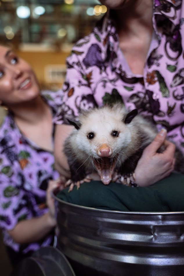 Something's Abuzz: Supporting The Insect Asylum with Our Trash Gang Collection